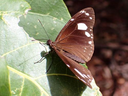 Euploea lewinii montrouzieri